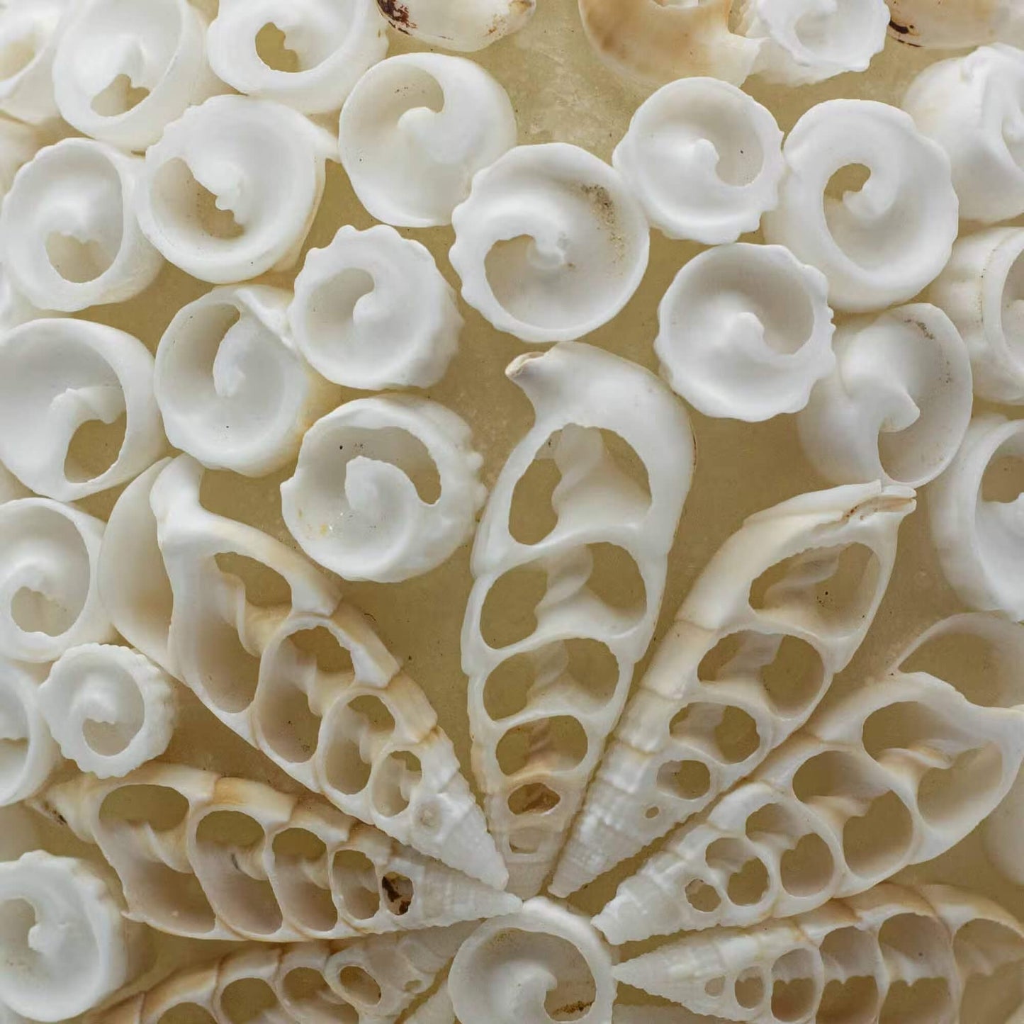 Macro détail des coquillages naturels assemblés en rosace artisanale de la lampe boho marine.