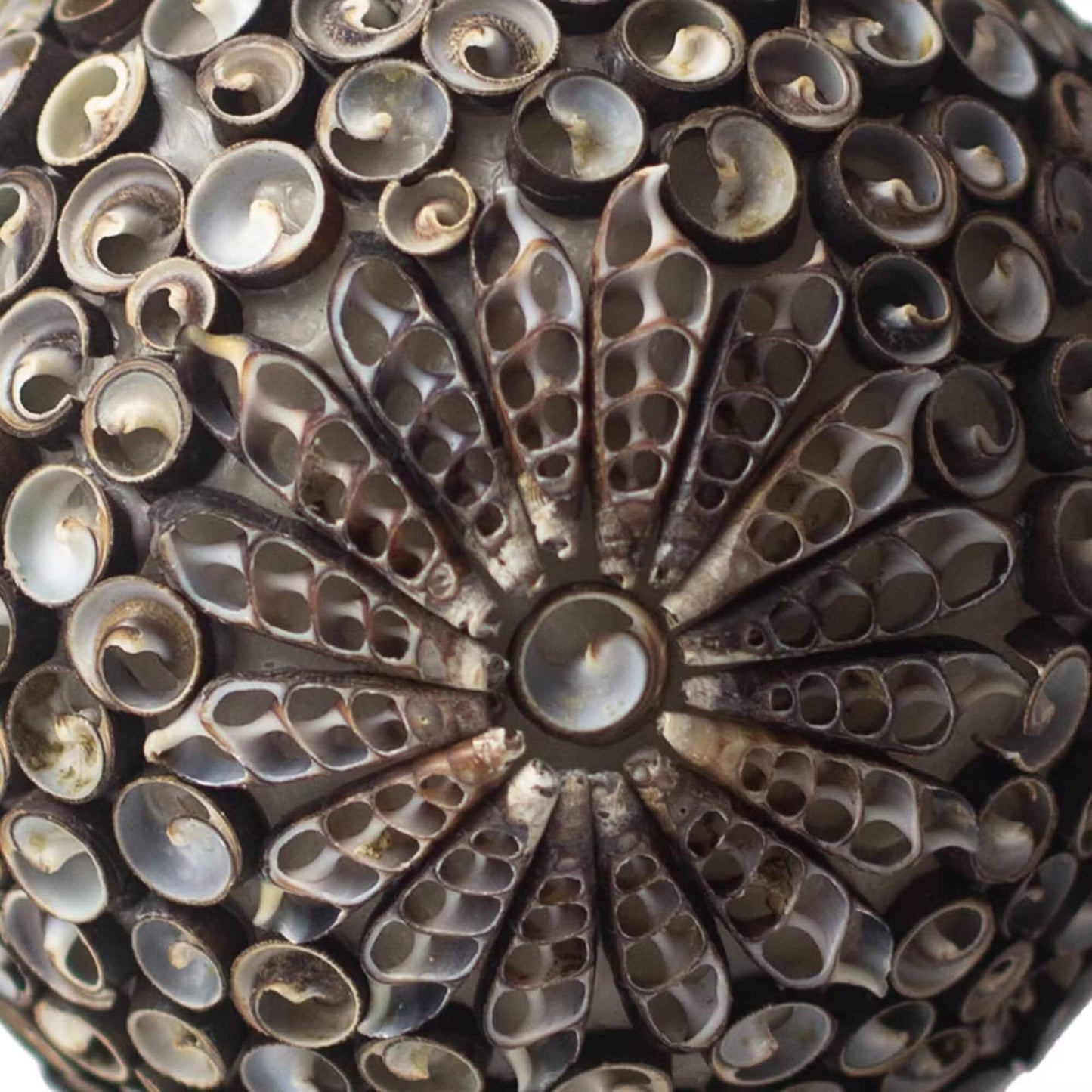 Détail macro des coquillages naturels bruns et dorés assemblés en rosace florale de la lampe cube sombre.